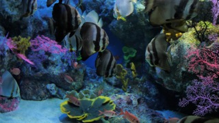 빅아이솔져피쉬 & 깃털제비활치