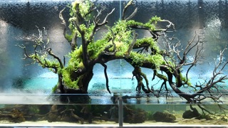 천사의 눈물 - 조재선(아쿠아 스케이프)