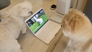 해피독을 처음 보면 하는 행동!