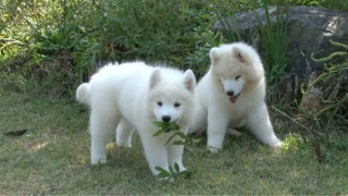 사모예드에 대해 알아봐요!