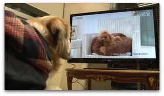 백만이가 즐겨보는 해피독tv