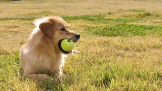 골든 리트리버의 공놀이 시간!!
