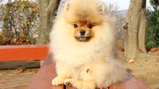복슬복슬한 털이 귀여운 포메라니안!