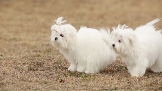 말티즈 형제들의 신나는 놀이시간