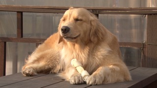 개껌을 고르는 방법!