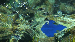 해포리고기 & 범돔