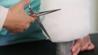 미용 전 기본 형태를 잡는 방법 : 왕초보를 위한 펫미용 교실 입문편 6