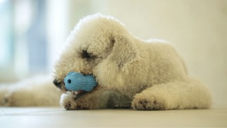 베들링턴 테리어의 놀이시간!