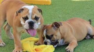 영국의 국견! 외모와 다르게 점잖은 강아지 불도그