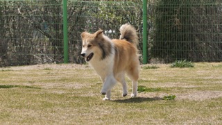 암세포를 찾은 강아지 셔틀랜드 십독 트리샤