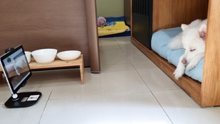 사무실에서 해피독을 보는 댕댕이