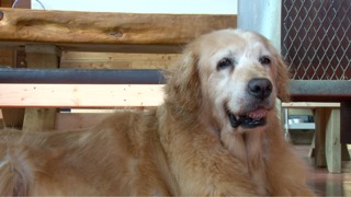 반려견을 키운다면 언젠가는 꼭 알아야할 노령견 상식