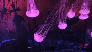 커튼원양 해파리