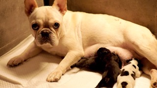 프렌치 불도그 가족의 편안한 시간