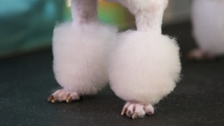 기초 커트 스타일링 서머 마이애미 클립 소개 : 왕초보를 위한 펫미용 교실 기초편 3