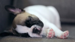 우리 강아지도 꿈을 꾸나요?