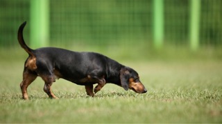 노즈워크 하는 방법!