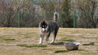 친구와 함께 노는 알래스칸 말라뮤트!!