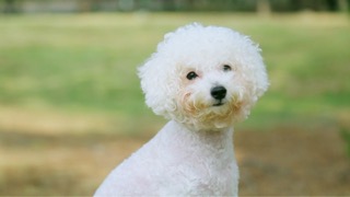 비숑의 혼자놀기 시간!!