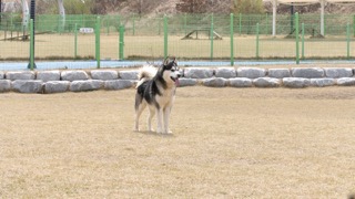 워킹그룹! 사람을 돕는 강아지들입니다!