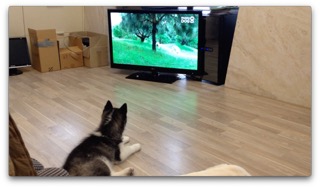 해피독tv에 친구들이 나와요