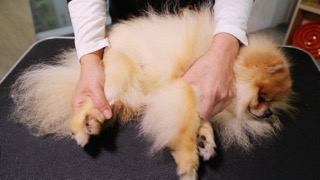 강아지 자세 보정방법 : 왕초보를 위한 펫미용 교실 입문편 2