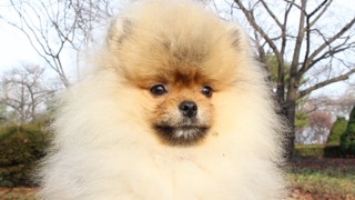 강아지가 감기에 걸렸다면??? 무엇을 어떻게 해야 할까요?