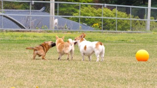 꼬리로 알아보는 강아지의 기분?