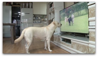 해피독tv보면서 쉬는 중입니다